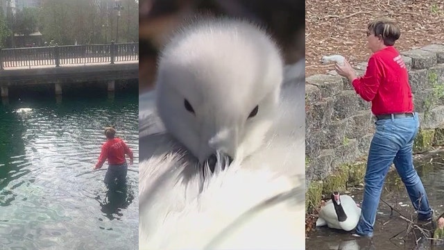 Lone baby swan survives raccoon attack at Lake Eola