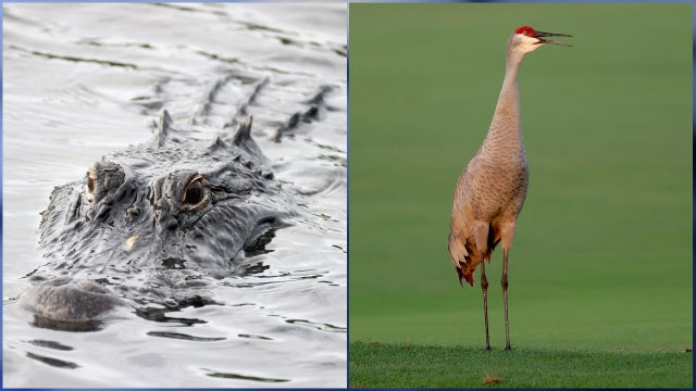 Video shows alligator running away from Sandhill crane near Florida pond