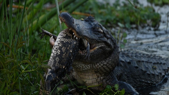 Photos: Alligator seems to be having a good time eating another alligator at Orlando park