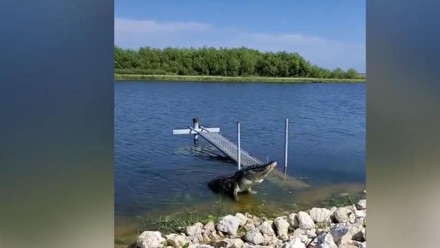 Hear a massive Florida alligator's mating call; why breeding season has started a bit early