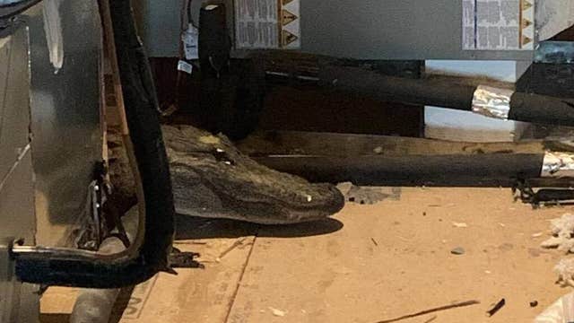 8-foot alligator found in attic during home inspection