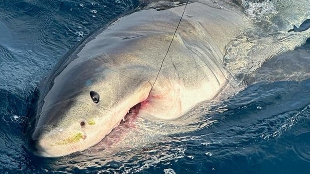 Video: Family catches great white shark off coast of Florida