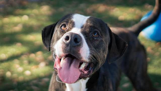 Orlando shelter's longest dog resident, Nicholas, gets very own adoption day