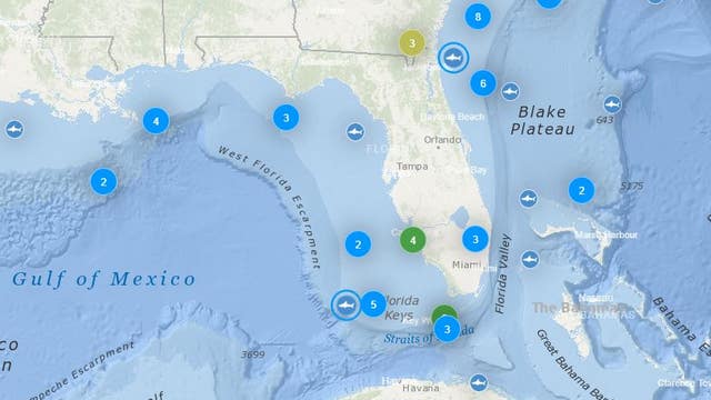 Shark tracking: Use this tool to see where sharks are in Florida waters