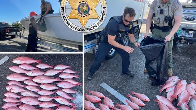 Florida K9's help uncover dozens of out-of-season snapper hidden on boat