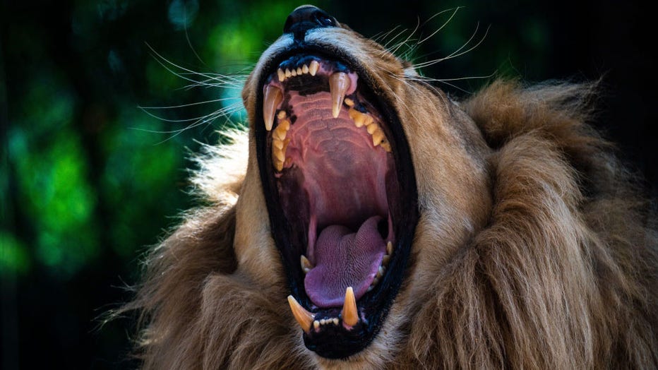 A lion with its mouth wide opened showing its fangs while
