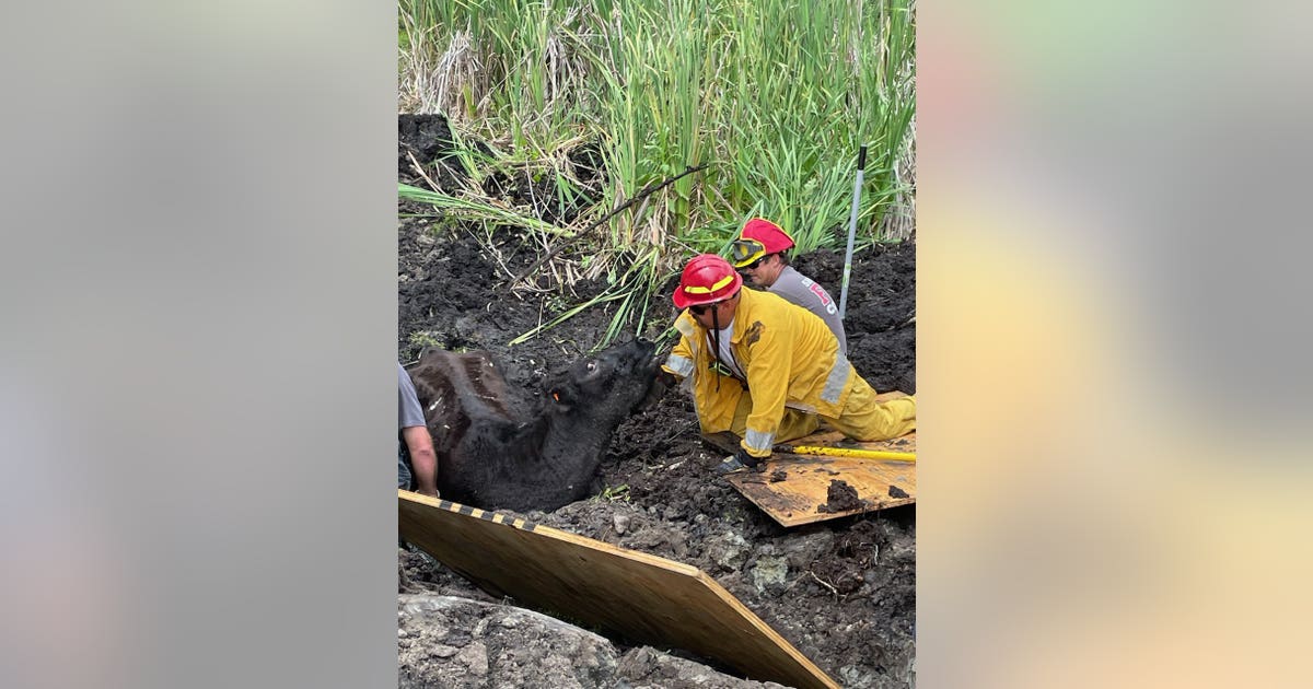 Cow stuck in mud for 24 hours rescued by Seminole County firefighters ...