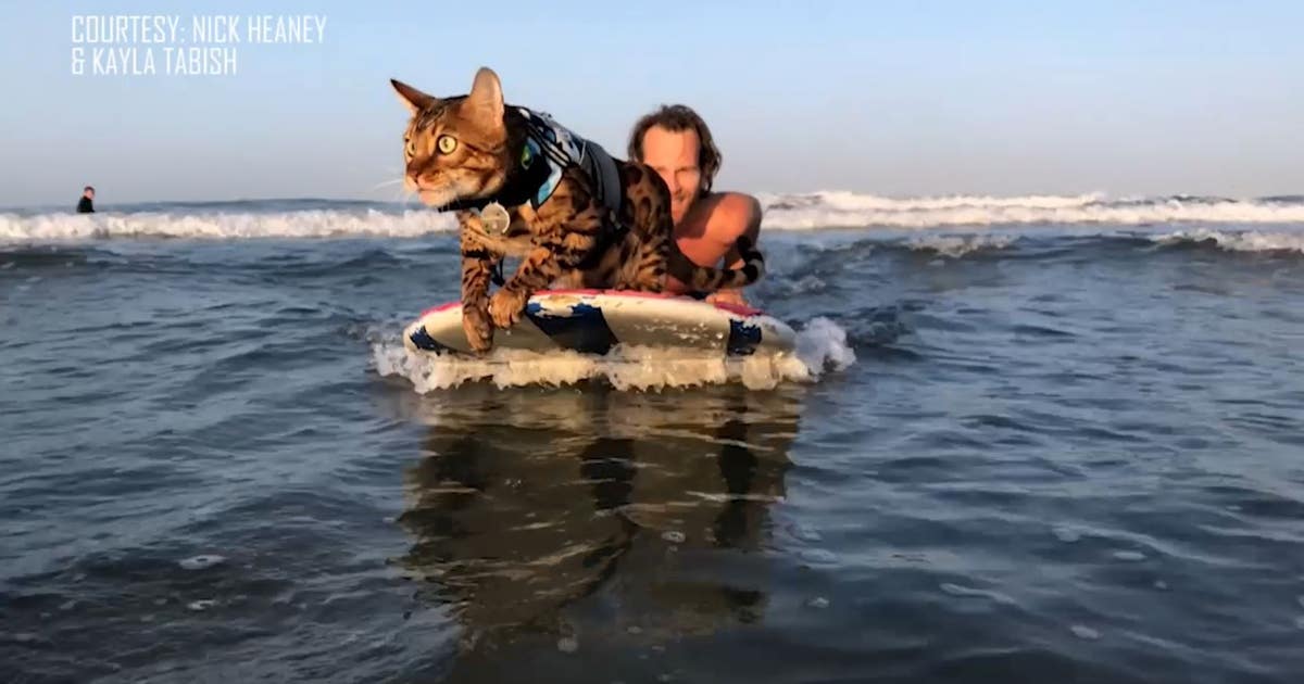 surfing-cat.jpg?ve=1&tl=1