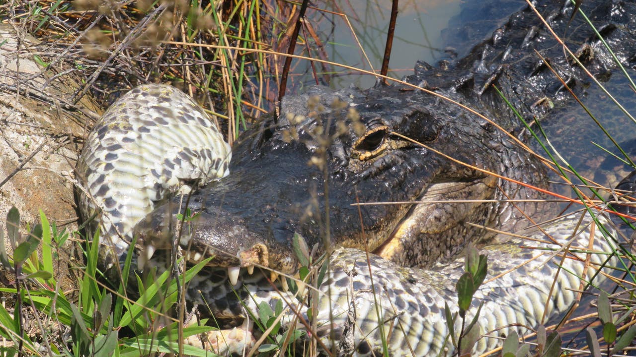 гагe Wіɩd Video: Alligator Body Slams, Eats Massive Python In Florida ...