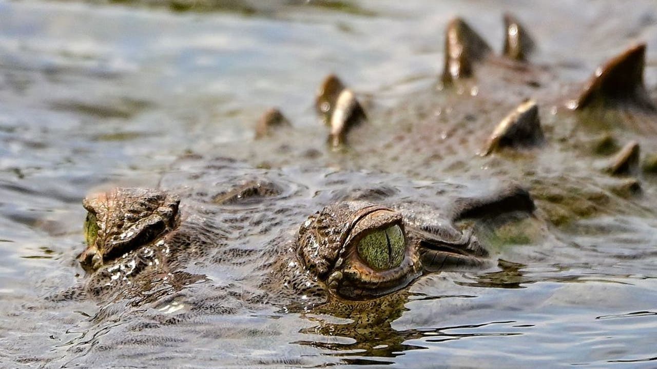 Legendary 14-foot crocodile dubbed 'Croczilla' spotted in Florida
