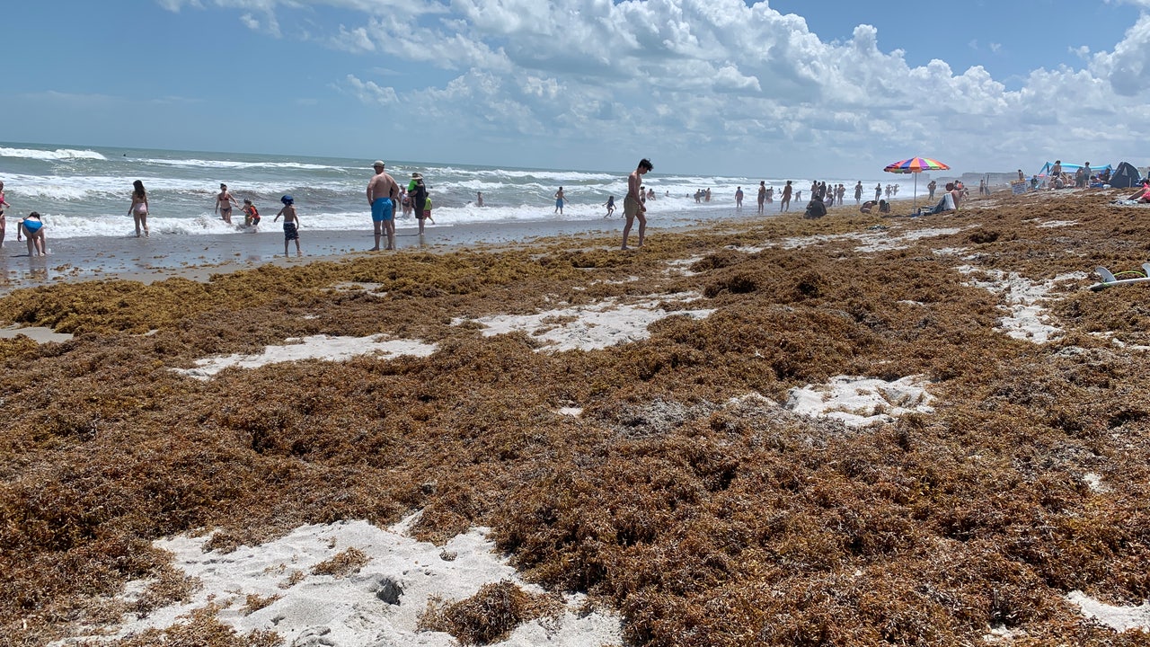 Massive sargassum seaweed covers Central Florida beaches
