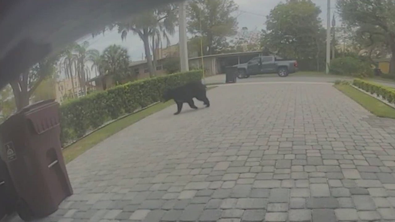 Black bear continues to wander Orlandos College Park neighborhood Black bear continues to wander Orlandos College Park neighborhood