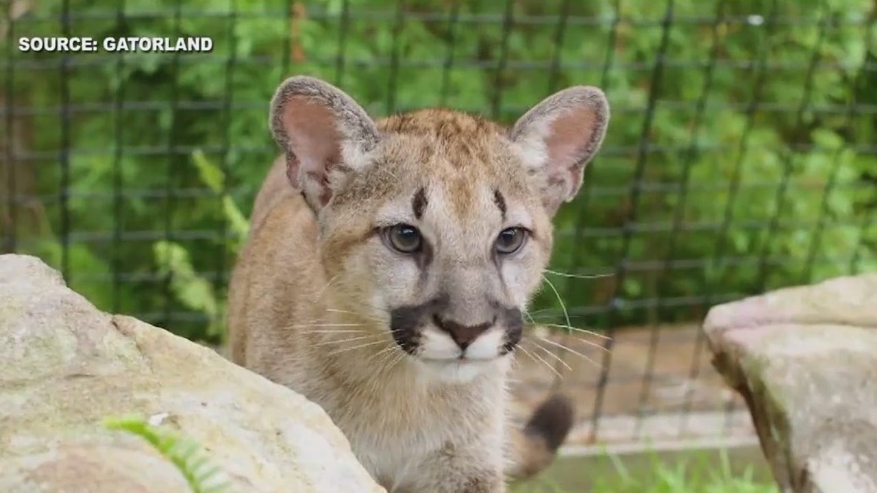 Gatorland: 2 baby Florida panthers move in