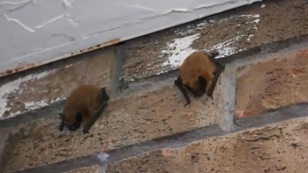 Bats in Florida What you need to know as bat maternity season begins FOX 35 Orlando