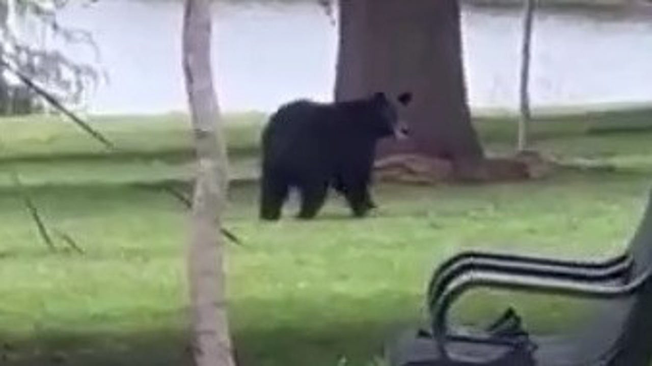 Florida wildlife officials warn more black bear sightings expected during this season