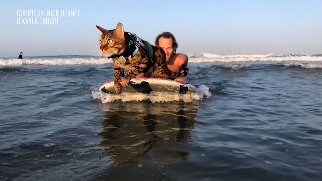 Maverick the Surfing Cat taught to hang ten by former Orlando