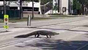 Video of alligator slowly crossing road on University of Florida's campus goes viral