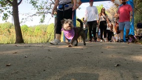 Guide dog group raises money during walkathon at Maitland's Lake Lily Park