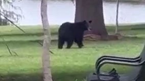 Bear watch ends: Young black bear spotted around Orlando found dead, FWC says