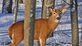 Virginia wildlife experts investigating spread of 'zombie deer disease'