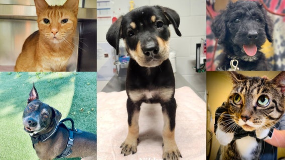 These dogs and cats in Orlando are looking for their forever homes