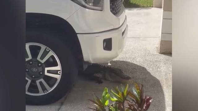Alligator found hiding underneath Florida man's truck