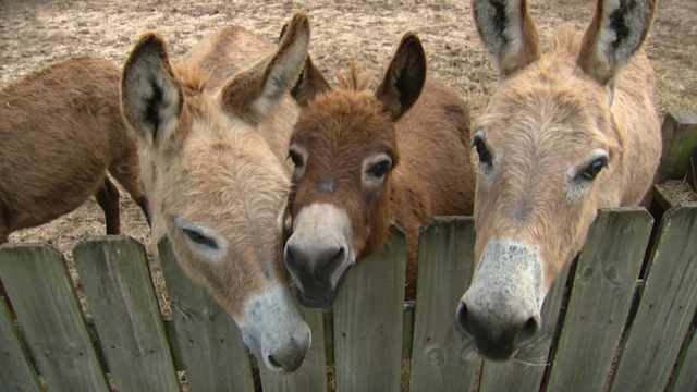 Florida wildlife preserve Romelia Farms struggling to stay afloat