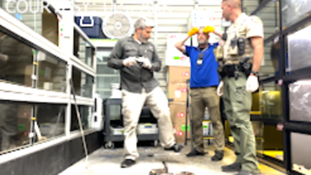 Reptile industry on edge after accidental killing of pregnant boa constrictor