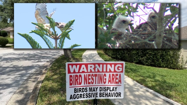 Aggressive hawks attacking residents in Florida neighborhood: 'swooped down and tried to grab me'