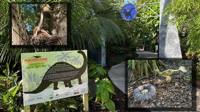 Roar! See 20+ life-sized dinosaurs at Leu Gardens in Florida