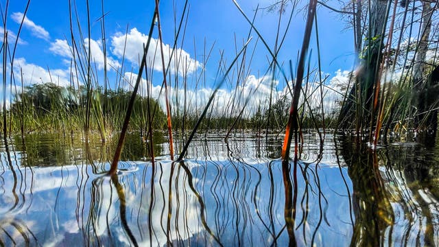 Learn about these invasive species harming Florida's ecosystem