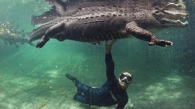 Swim with alligators at this Florida attraction