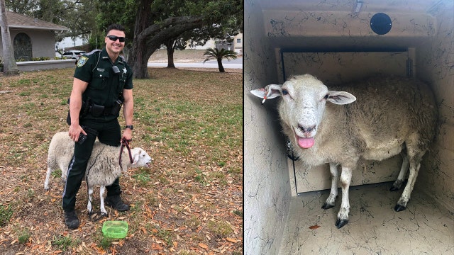 Baaack home, safe and sound: Florida deputies herd escaped sheep