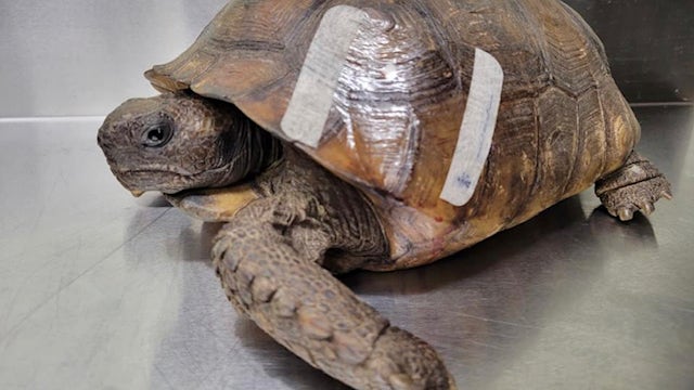 'Senseless thing to do to any animal': FWC investigates shooting of protected gopher tortoise