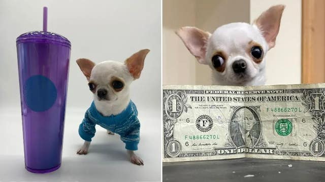 Orlando dog, Pearl, is the world's shortest dog alive