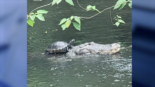Turtle seen hitching ride with alligator 'like it's a horse' at Florida pond