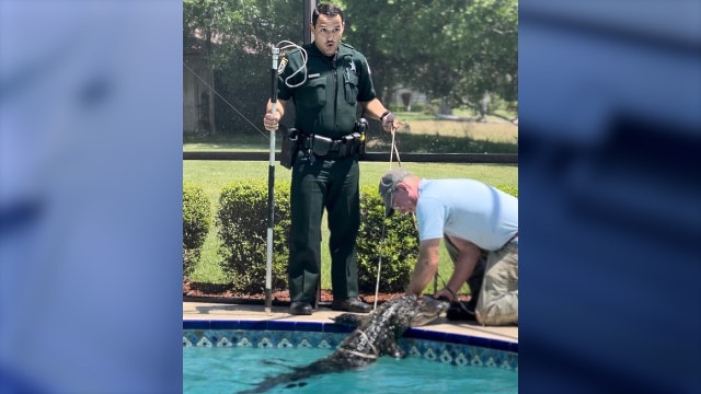 'Never a dull moment': Florida deputy helps wrangle 8-foot alligator in swimming pool