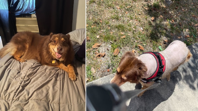 'They are traumatized': Florida woman's dog stolen, shaved while in fenced backyard