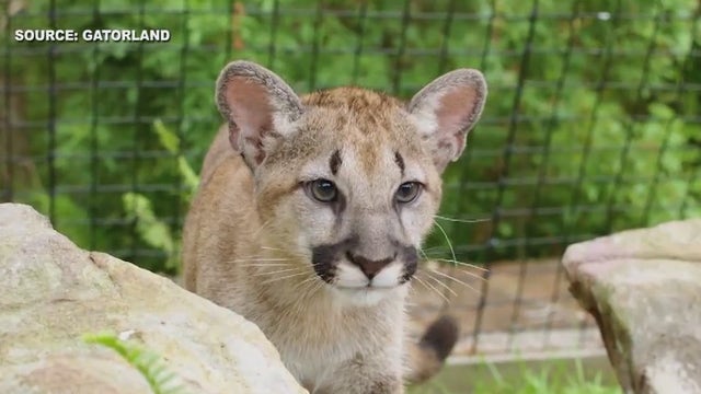 Gatorland welcomes 5-month-old Florida Panther siblings