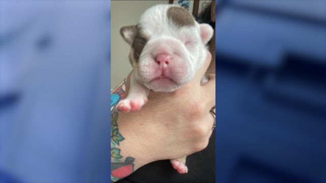 'Super odd': English bulldog puppy born with this popular Disney character on his head
