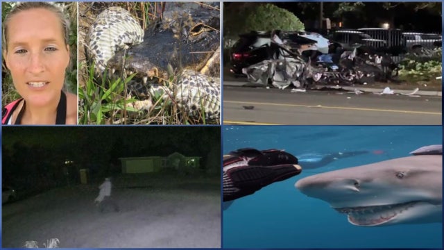 3 teens die in Daytona Beach crash • FL teen beat dog for running away: Deputies •  FL gator body slams python