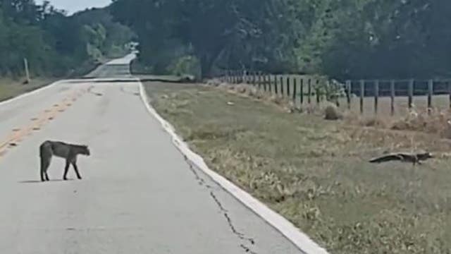 Video shows bobcat stalking alligator in Florida; what happened next may surprise you