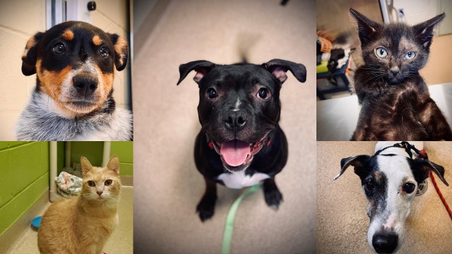 Adoptable pets! These dogs and cats in Orlando are looking for their forever homes