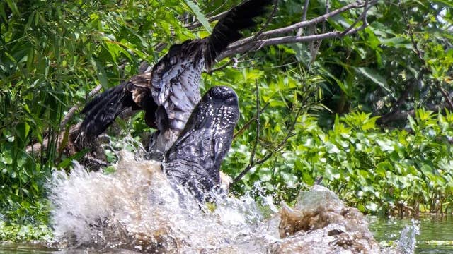 Pictures show Florida alligator lunge at bald eagle who narrowly escapes