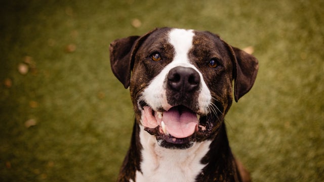 'Let's get him home': Orlando shelter dog with 100-day stay returned after short adoption