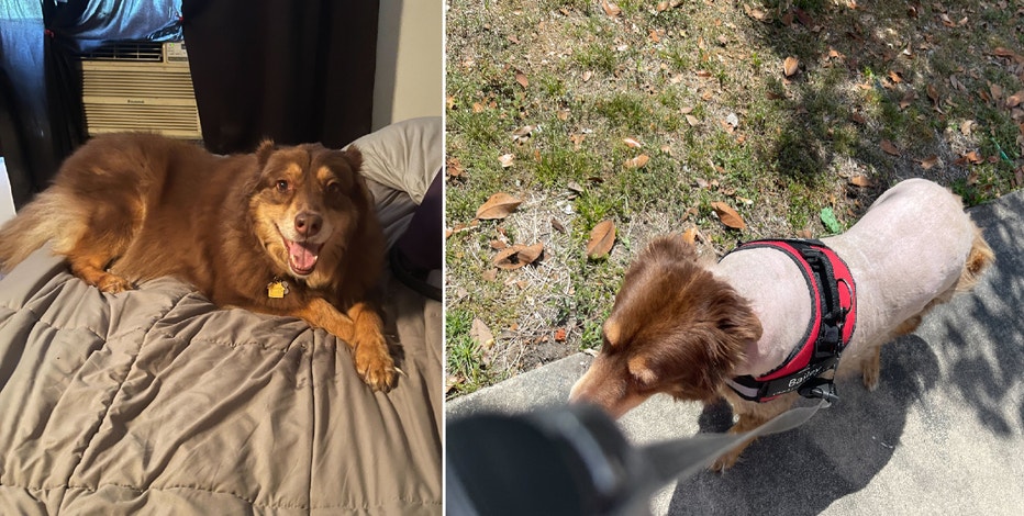 'They are traumatized': Florida woman's dog stolen, shaved while in fenced backyard