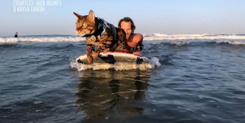 Maverick the Surfing Cat taught to hang ten by former Orlando