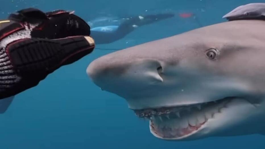VIDEO: Famous smiling shark 'Snooty' greets diver off coast of Florida