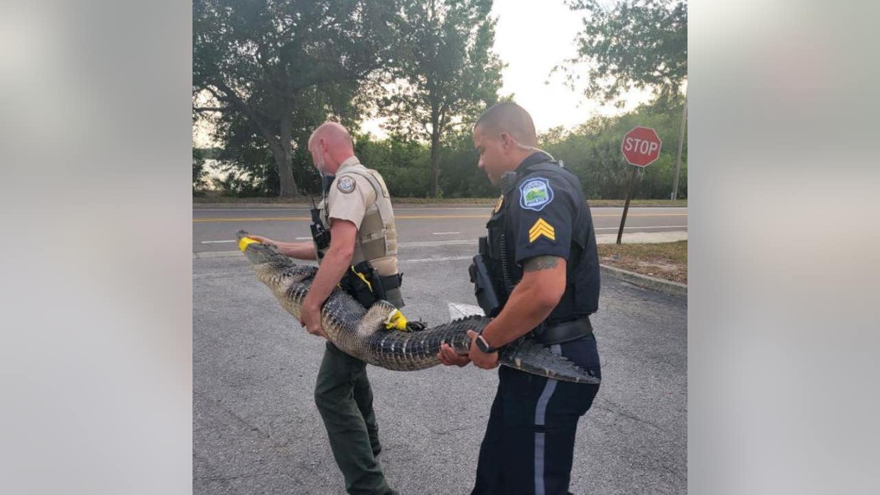 Large alligator found roaming around Pinellas Park Publix grocery store - Vimarsana News