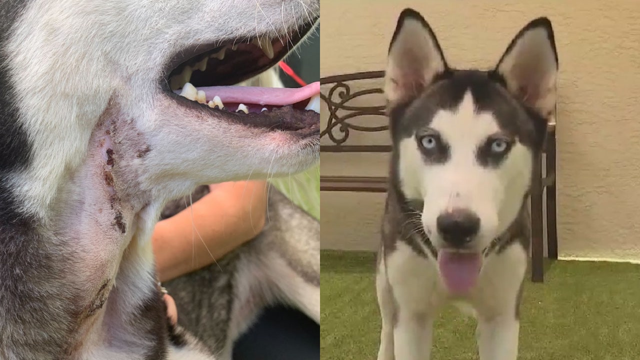 Heartbreaking Stray dog found with springs in mouth on road to recovery Heartbreaking Stray dog found with springs in mouth on road to recovery